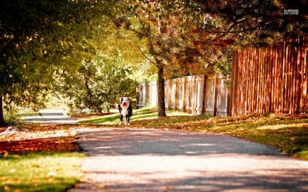 Autumn Day on Cedar Street - nature, autumn, sidewalk, dog