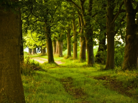 Green Forest - nature, forests, path, trees