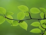 HDR Green Leaves