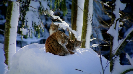 Snowbound Kitties - wildlife, mountains, animals, snow