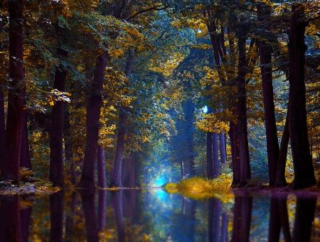 The River In The Wood - trees, water, yellow, blue, beautiful, forest, reflection, river, autumn, magical light