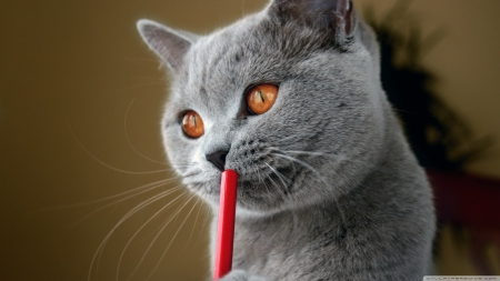 british shorthair blue - british, cat, shorthair, blue