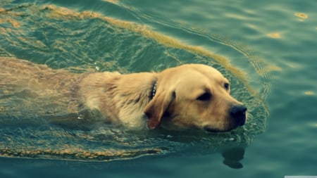 dog swimming - dog, retriever, water, goldern