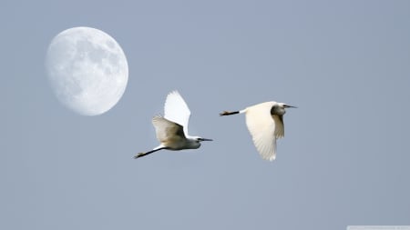 flight is freedom - white, moon, sky, bird