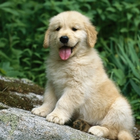 golden retriever in a garden