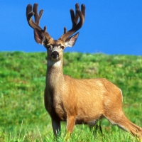 male deer