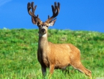 male deer