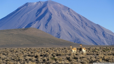 llama - grass, nature, volcano, llama