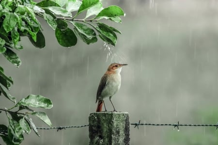 Sparrow - shower, bird, drops, rain