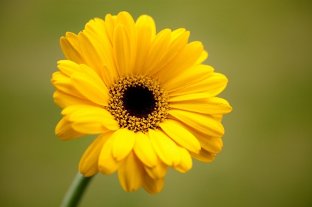 Sunbeam - yellow, gerbera, beautiful, sunbeam, flowers