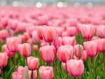 Pink Tulips