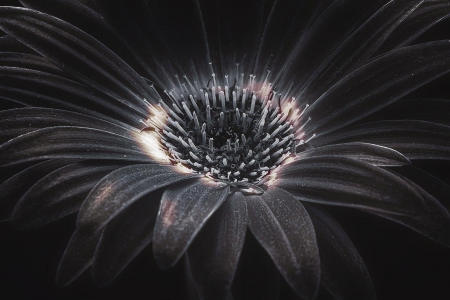 flower - white, photography, flowers, black, still life