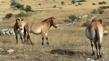 Takhis for Nannouk - horse, protect, asia, wild