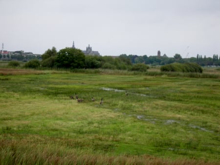 Bossche Broek - Grass, Swamp, Field, Nature