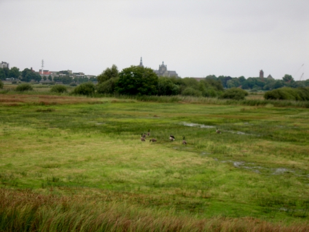 Bossche Broek 2 - Grass, Bush, Nature, Ducks