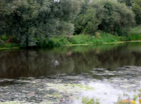 Bossche Broek 3 - ducks, grass, bushes, river