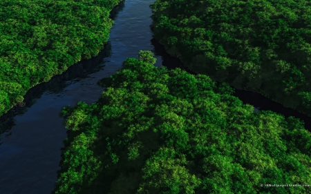 forest view - water, tree, forest, river