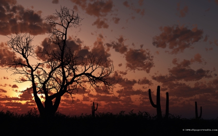 under open sky - cloud, cactus, tree, sky