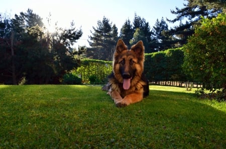 German shepherd - puppy, animals, lovely, pretty, puppys, beautiful, dog, animal, dogs, sweet, cute