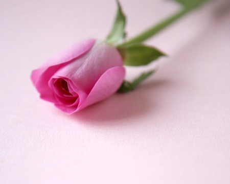 Pink Rose - bud, flowers, rose, pink