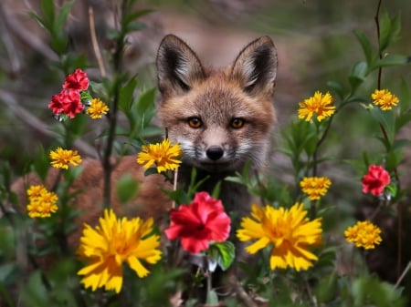 Sweet little Fox - flowers, blossoms, nature, predator, colors, wildlife