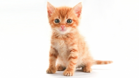 Kitten - white, cat, animal, orange, cute, kitten, ginger