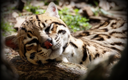 Wild cat - animal, sleep, cute, wild, cat