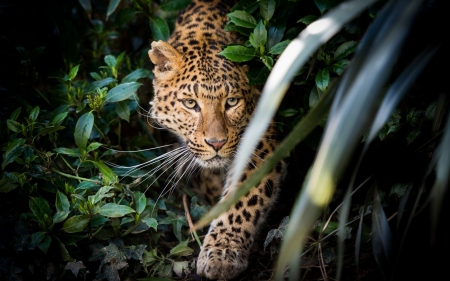 Leopard - leopard, animal, cat, wild, jungle, green