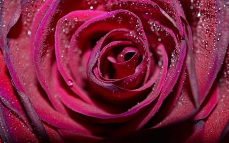 Rose - gorgeous, water drops, macro, rose, flower, pink