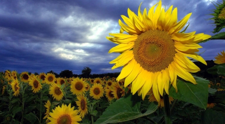 sunflower field - flowers, field, sunflowers, nature