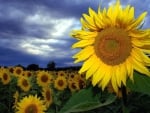 sunflower field