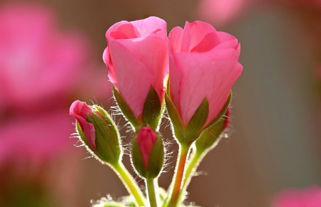 Pink flower - pretty, beautiful, buds, petals, leaves, flowers, nature, garden, lvoely