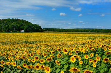 Sunflower Field - nature, fields, sunflowers, trees