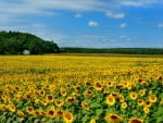 Sunflower Field