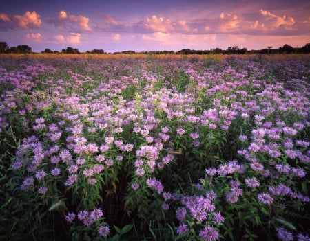 Mint Field at Sunset - sunsets, nature, fields, flowers