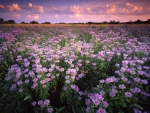 Mint Field at Sunset