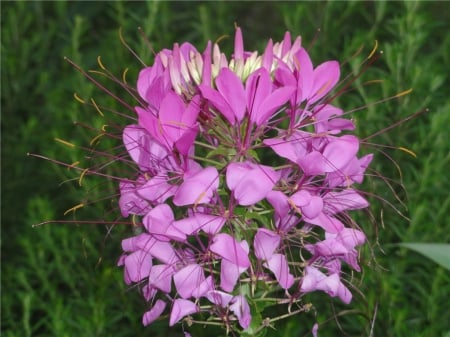 Purple Flower - nature, purple, flowers, grass