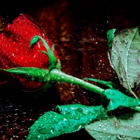 * Wet single rose *