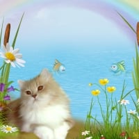 Cat Rainbow Wishes