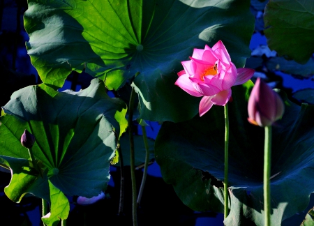 LOTUS - leaves, lotus, bud, flower