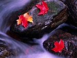 Autumn Leaves on River Rock