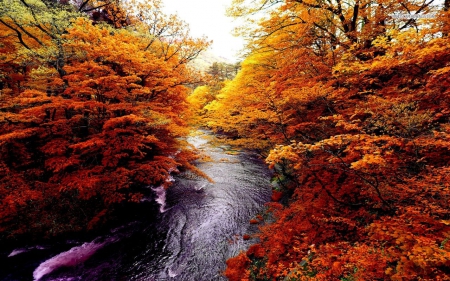 River Rushing in the Autumn Forest - autumn, trees, forests, popular, wallpaper, rushing, nature, forest, river, rivers