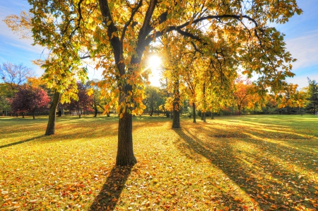 Beautiful View - trees, nature, Beautiful, blue, autumn, sun, sky