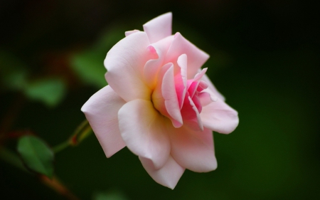 Rose - rose, flower, pink, beautiful