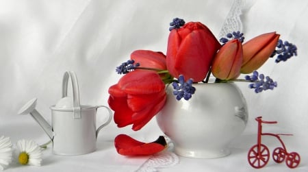 Still Life-red tulip- - flowers, tulip, red, still life