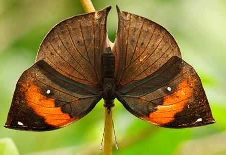 Butterfly - butterfly, orange, beautiful, brown