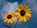 Bright Flowers on Cloudy Day