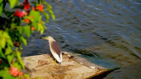 Now you see me - water, eye, bird, flower