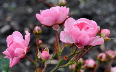 Beautiful Pink Roses - nature, buds, macro, roses, pink, petals, flowers