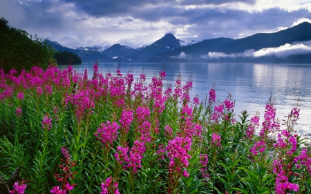 Wildflowers At Lakeshore